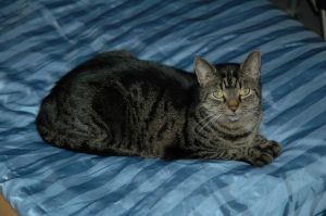 Frieda