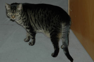 Frieda