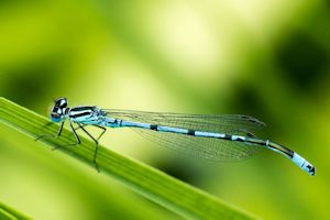 blaue Federlibelle