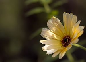 Ringelblume