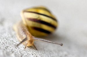 Schnecke