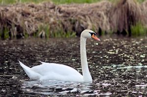 Schwan