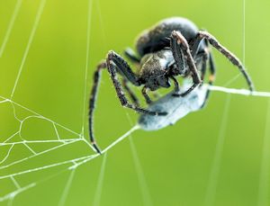 Spaltenkreuzspinne