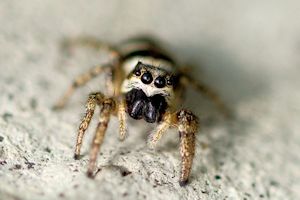 Zebraspringspinne